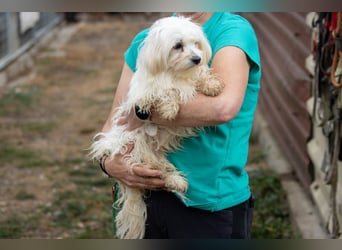 Zuzmara, liebe, süße Malteser Hündin geb. 01/2025