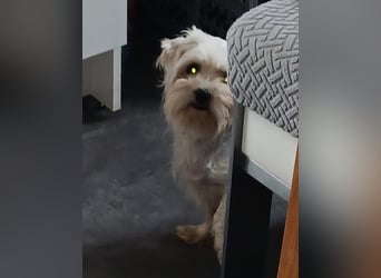 Liza, schüchterne Malteser Hündin geb. 03/2019