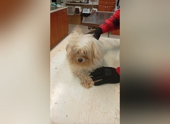 Ariel, kleines  Malteser Mädchen geb. 2017