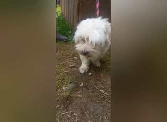 Herceg, süßer Maöteser Rüde geb. 2020