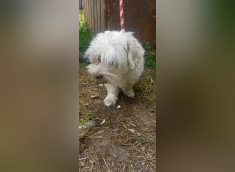 Herceg, süßer Maöteser Rüde geb. 2020