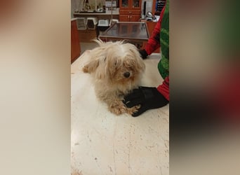 Ariel, kleines  Malteser Mädchen geb. 2017