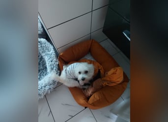 Csini, ruhige, ältere Malteser Dame geb. 08/2015