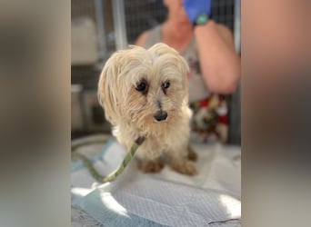 Daisy, kleines Malteser Mädchen geb. 2020