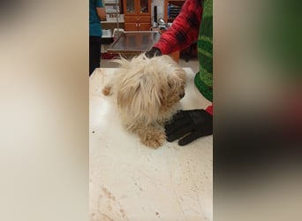 Ariel, kleines  Malteser Mädchen geb. 2017