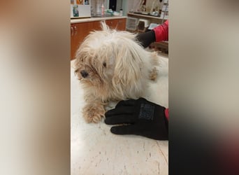 Ariel, kleines  Malteser Mädchen geb. 2017