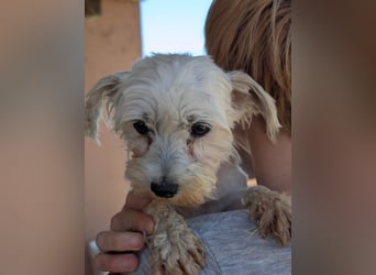 Ella, liebe, kleine Malteser Hündin geb. 12/2019