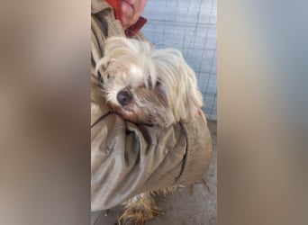 Bella, schüchternes Malteser Mädchen geb. 2018