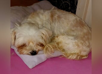 Liza, schüchterne Malteser Hündin geb. 03/2019