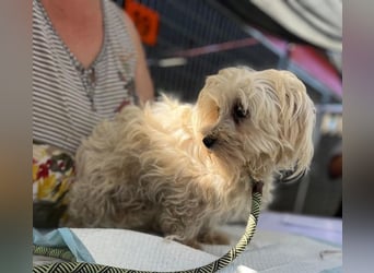 Daisy, kleines Malteser Mädchen geb. 2020