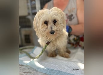 Daisy, kleines Malteser Mädchen geb. 2020