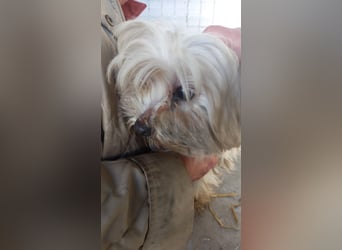 Bella, schüchternes Malteser Mädchen geb. 2018