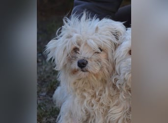 Kleiner Nero (vermutlich Bichon Malteser) sucht seine Familie