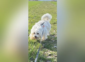 Kleiner Nero (vermutlich Bichon Malteser) sucht seine Familie