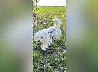 Kleiner Nero (vermutlich Bichon Malteser) sucht seine Familie