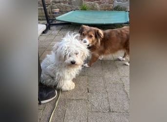 Kleiner Nero (vermutlich Bichon Malteser) sucht seine Familie