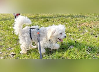 Kleiner Nero (vermutlich Bichon Malteser) sucht seine Familie
