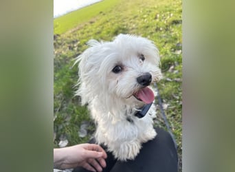 Kleiner Nero (vermutlich Bichon Malteser) sucht seine Familie