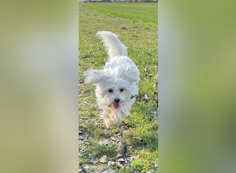 Kleiner Nero (vermutlich Bichon Malteser) sucht seine Familie