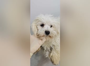 Kleiner Nero (vermutlich Bichon Malteser) sucht seine Familie