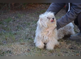 Kleiner Nero (vermutlich Bichon Malteser) sucht seine Familie