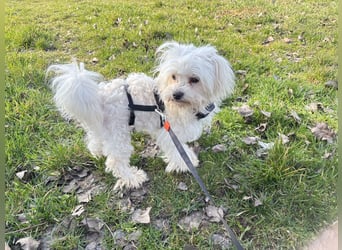 Kleiner Nero (vermutlich Bichon Malteser) sucht seine Familie
