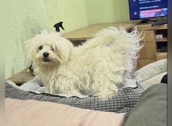 Kleiner Nero (vermutlich Bichon Malteser) sucht seine Familie
