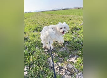 Kleiner Nero (vermutlich Bichon Malteser) sucht seine Familie