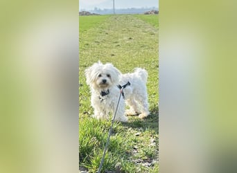 Kleiner Nero (vermutlich Bichon Malteser) sucht seine Familie