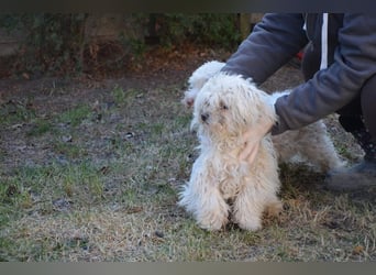 Kleiner Nero (vermutlich Bichon Malteser) sucht seine Familie