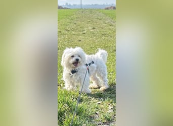 Kleiner Nero (vermutlich Bichon Malteser) sucht seine Familie