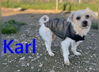 Karl geb. 11/2023 (ESP) - verschmuster und aufgeschlossener, kleiner Malteser!