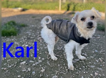 Karl geb. 11/2023 (ESP) - verschmuster und aufgeschlossener, kleiner Malteser!