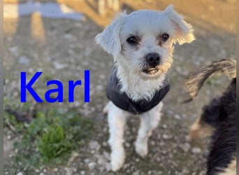 Karl geb. 11/2023 (ESP) - verschmuster und aufgeschlossener, kleiner Malteser!