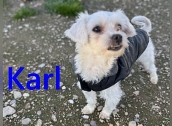 Karl geb. 11/2023 (ESP) - verschmuster und aufgeschlossener, kleiner Malteser!