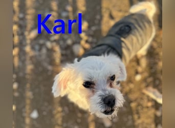 Karl geb. 11/2023 (ESP) - verschmuster und aufgeschlossener, kleiner Malteser!