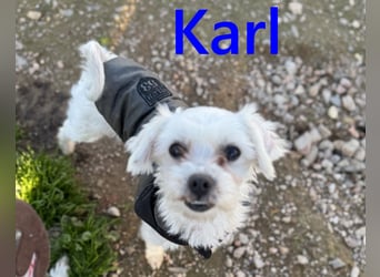 Karl geb. 11/2023 (ESP) - verschmuster und aufgeschlossener, kleiner Malteser!