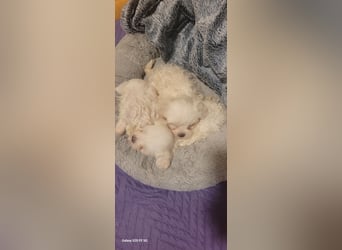 Bichon mini toy 2,5kg