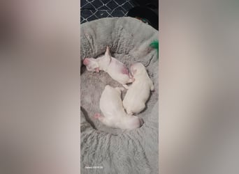 Bichon mini toy 2,5kg