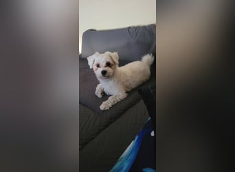 Bichon mini toy 2,5kg