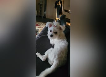 Bichon mini toy 2,5kg