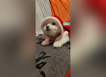 Bichon mini toy 2,5kg