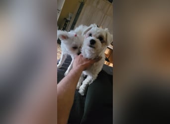 Bichon mini toy 2,5kg