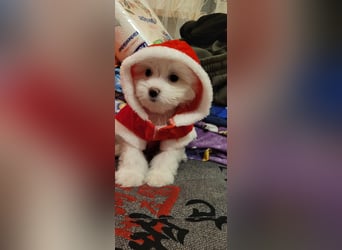 Bichon mini toy 2,5kg