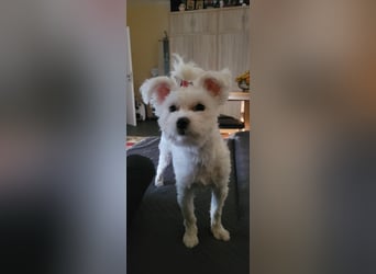 Bichon mini toy 2,5kg