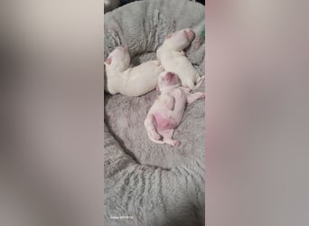 Bichon mini toy 2,5kg