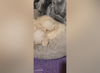 Bichon mini toy 2,5kg