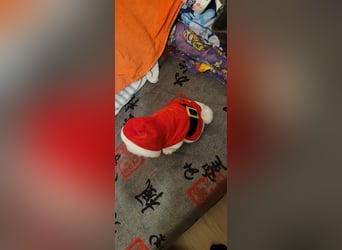 Bichon mini toy 2,5kg