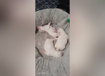 Bichon mini toy 2,5kg