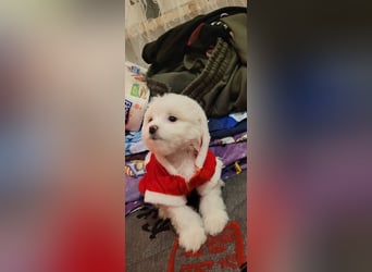 Bichon mini toy 2,5kg